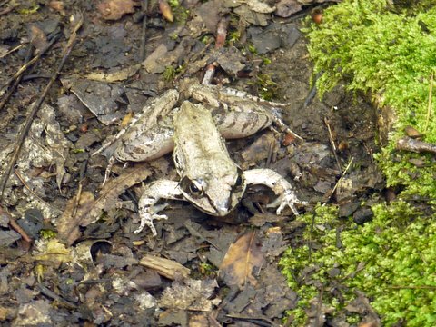 Wood frog, Harriman State Park, Rockland County, NY