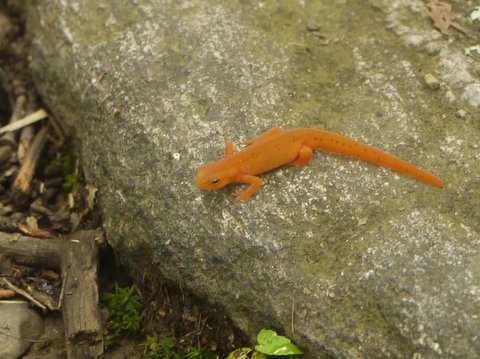 Red eft, Harriman State Park, Rockland County, NY