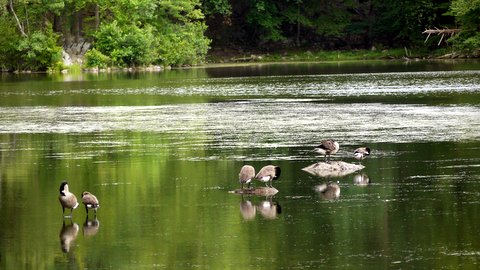 Canadian geese preening on Brooks Lake, Bear Mountain State Park, Orange County, NY
