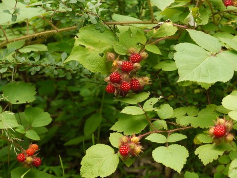 Raspeberries, Bear Mountain State Park, Orange County, NY