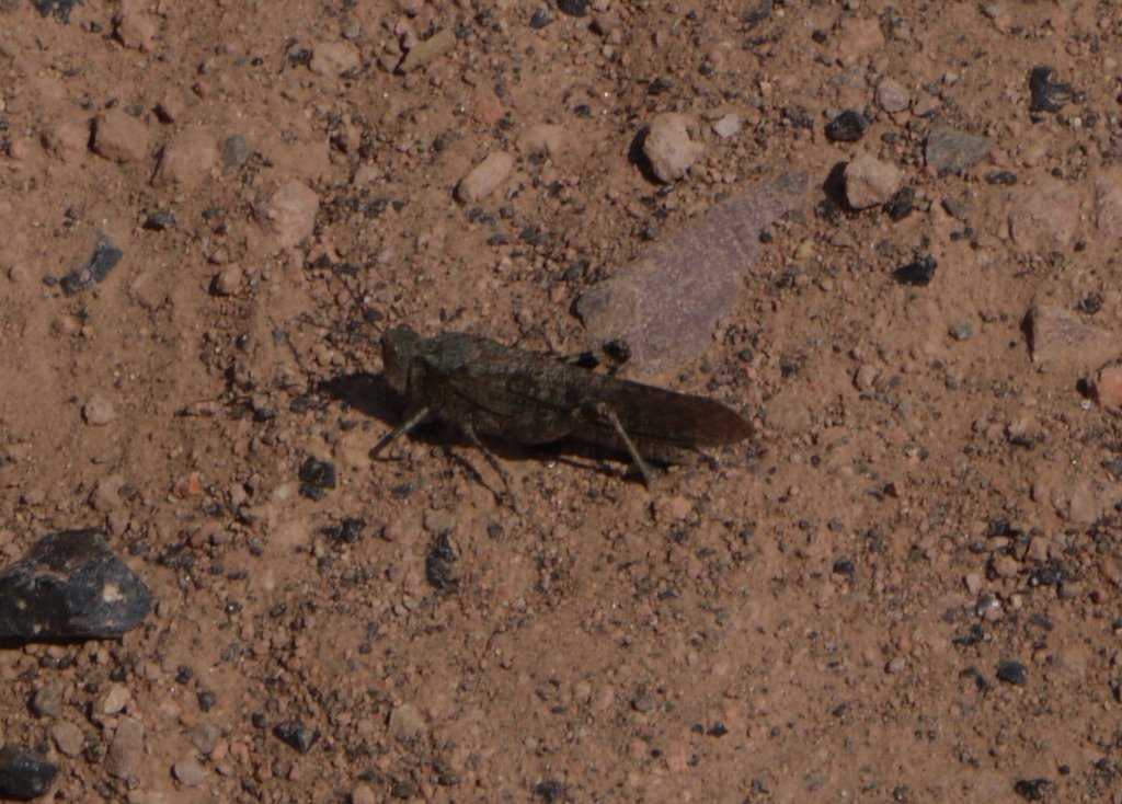 Wrangler grasshopper, Yellowstone National Park, Wyoming