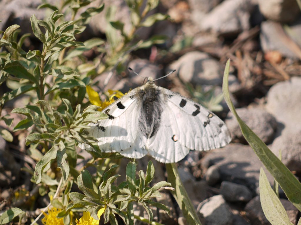 Checkered White Butterfly, Yellowstone National Park, Wyoming