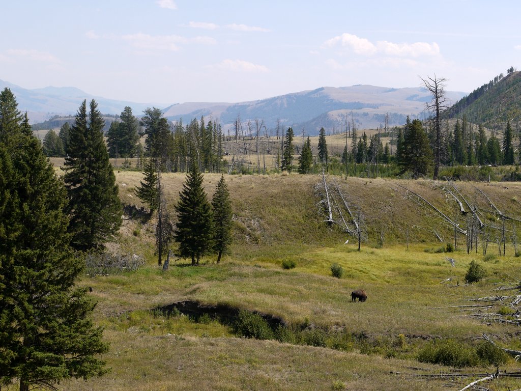 Blacktail Deer Plateau, Yellowstone National Park, Wyoming