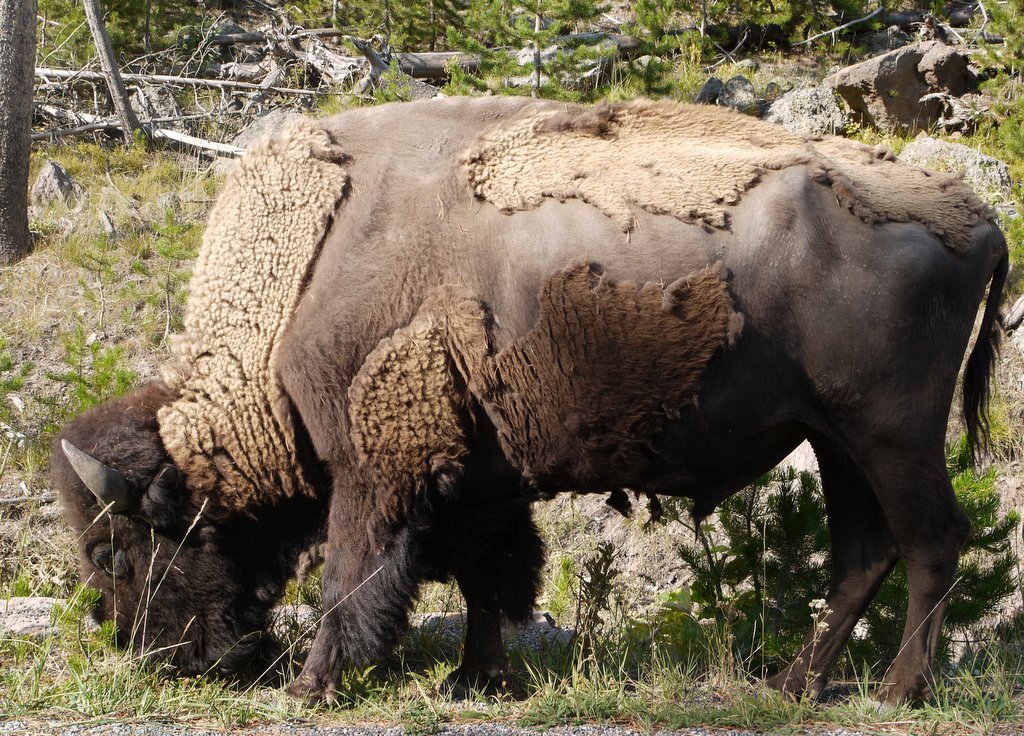 Bison, Yellowstone National Park, Wyoming
