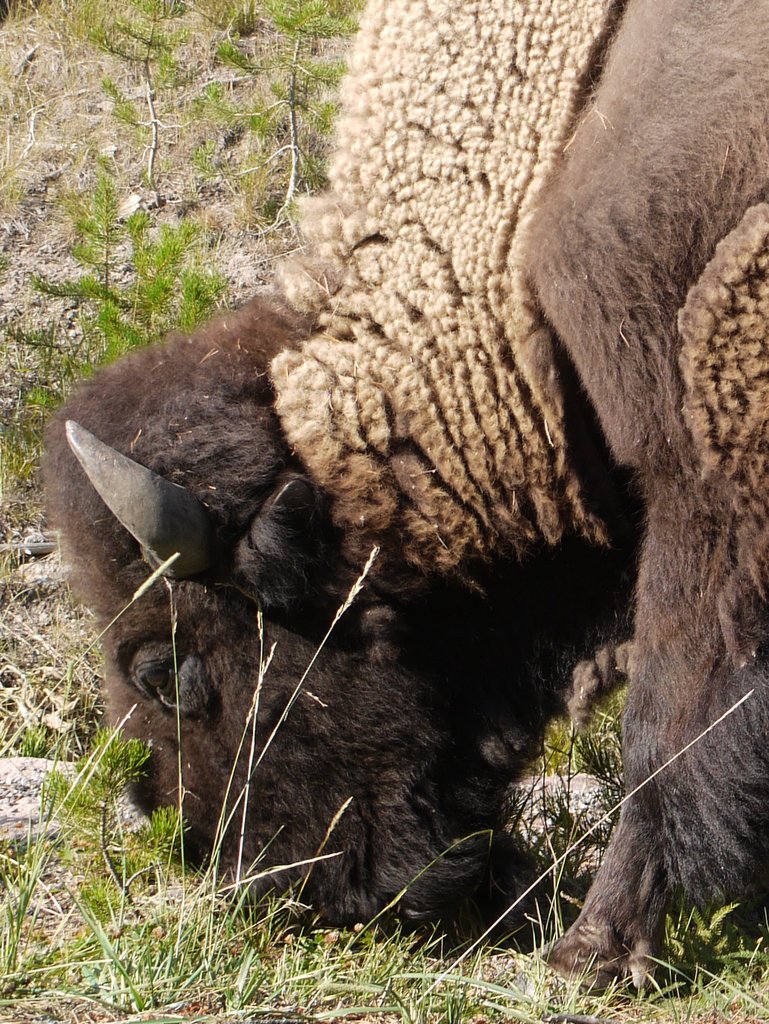 Bison (detail), Yellowstone National Park, Wyoming
