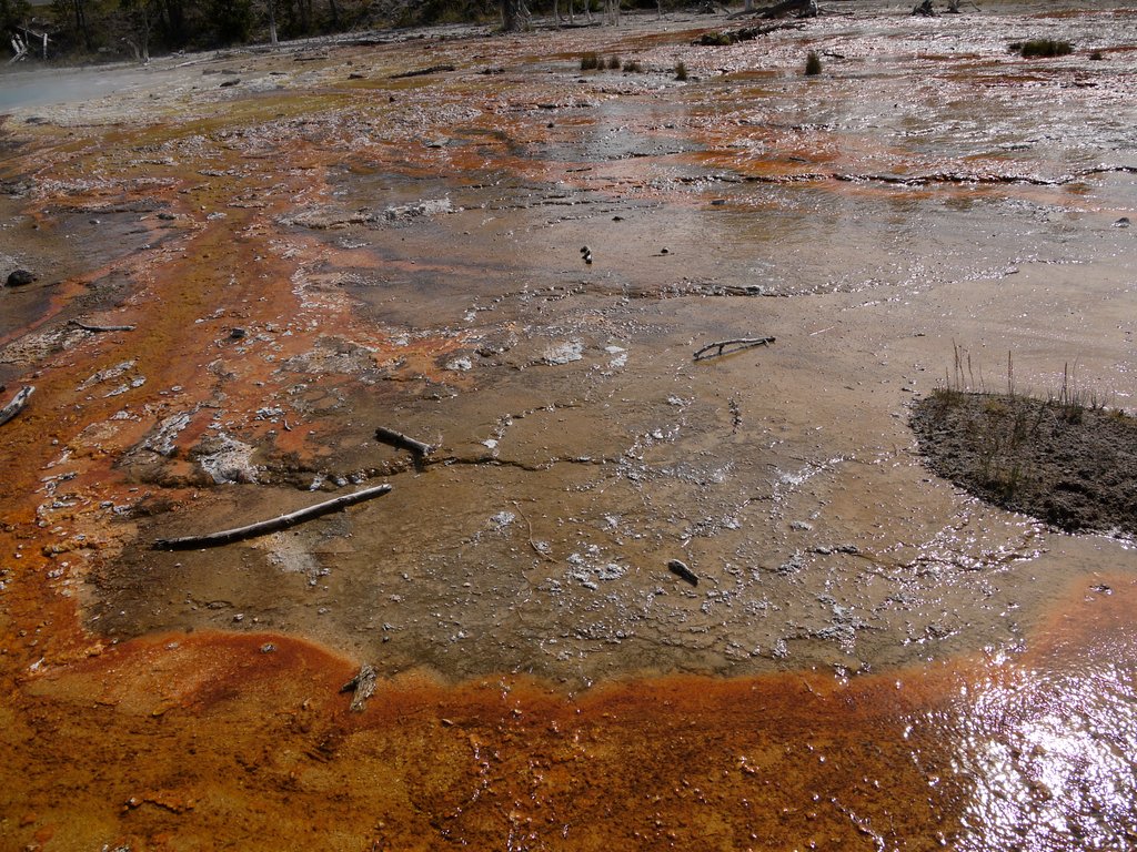 Bacteria mats, Fountain Paintpots, Yellowstone National Park, Wyoming