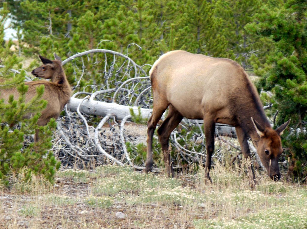 Elk Cow and Calf, West Thumb Geyser Basin, Yellowstone National Park, Wyoming