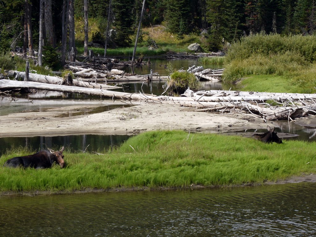 Moose Relaxing on Island in Cascade Creek, Grand Teton National Park, Wyoming