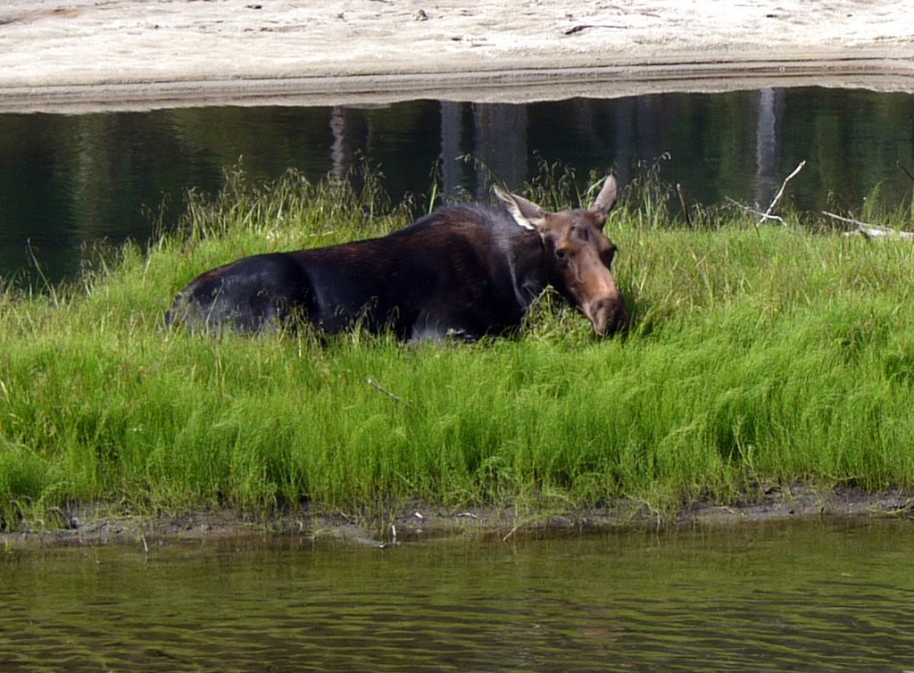 Detail of Resting Moose, Grand Teton National Park, Wyoming