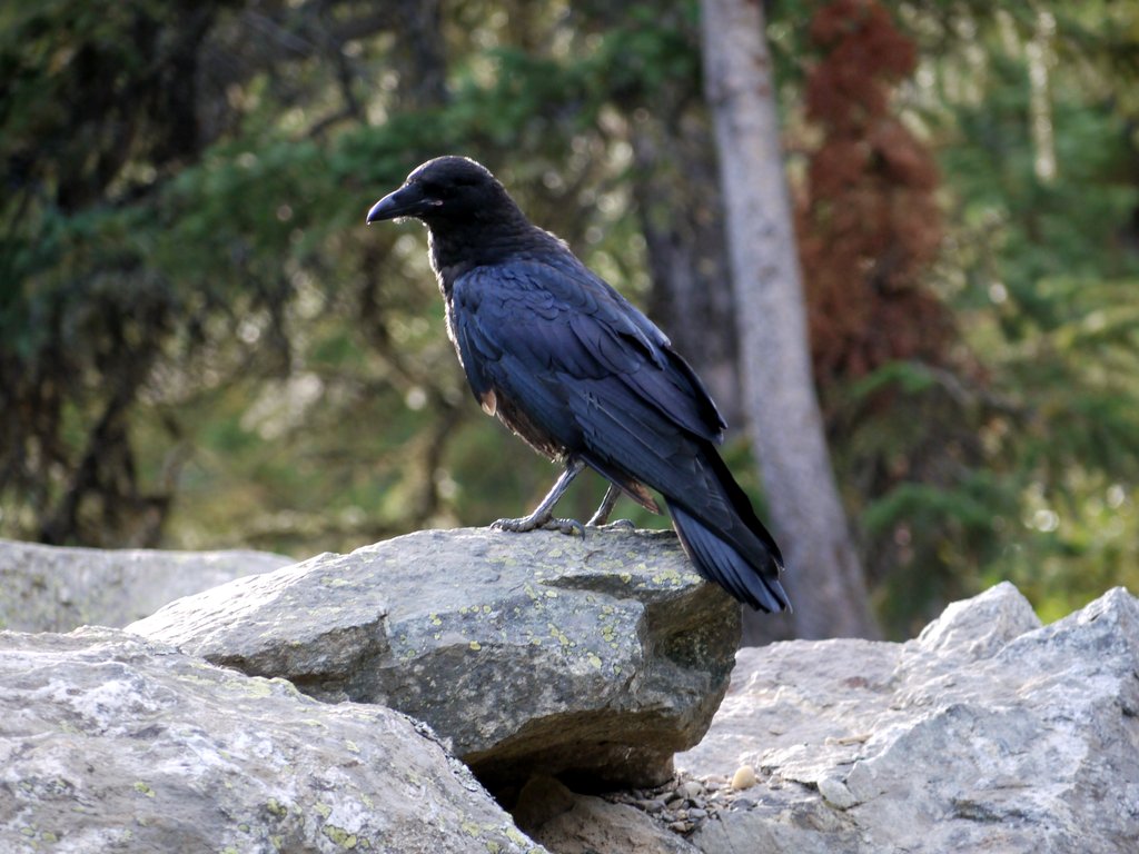 Raven, Grand Teton National Park, Wyoming
