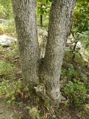 Trees growing around fallen branch, Norvin Green State Forest, NJ