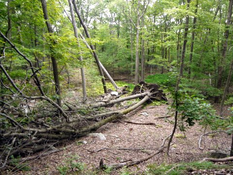 Fallen tree, Norvin Green State Forest, NJ