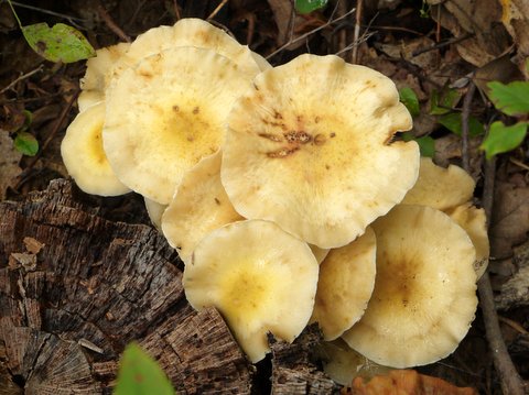Mushroom, Norvin Green State Forest, NJ