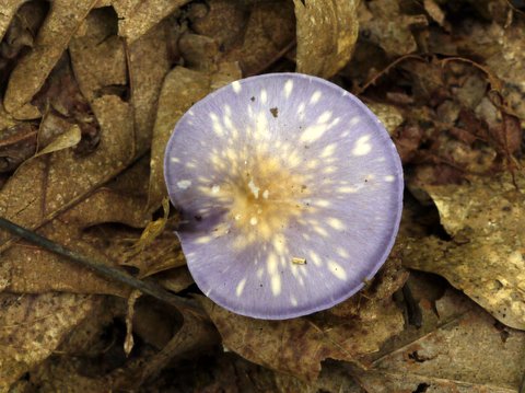 Mushroom, Norvin Green State Forest, NJ