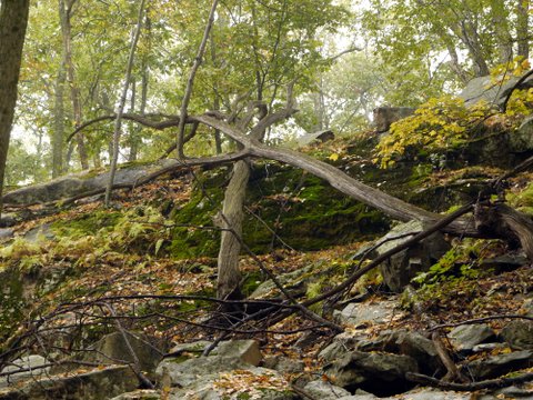 Mossy rocks and fallen trees, Ward Pound Ridge Reservation, NY