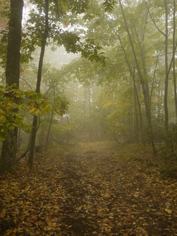 Misty trail, Ward Pound Ridge Reservation, NY