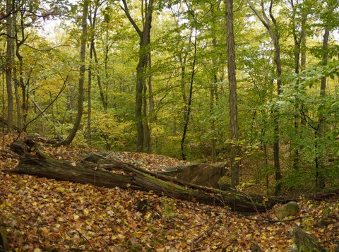 Fallen leaves and fallen trees, Ward Pound Ridge Reservation, NY