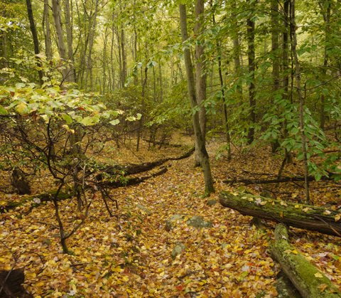 Fallen leaves and fallen trees, Ward Pound Ridge Reservation, NY
