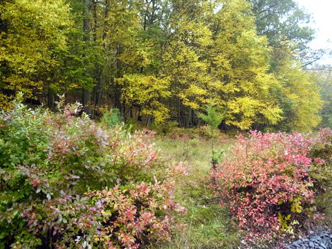 Fall foliage, Ward Pound Ridge Reservation, NY