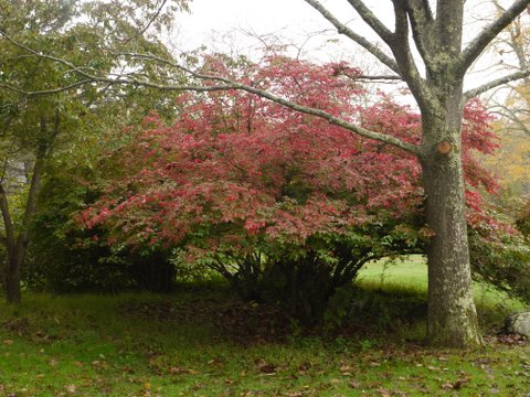 Fall foliage, Ward Pound Ridge Reservation, NY