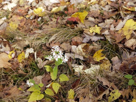 Wildflowers, Black Rock Forest, Orange County, New York