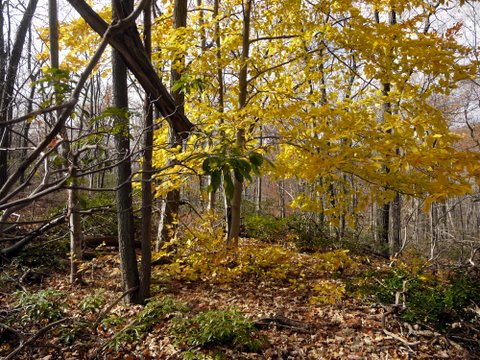 Yellow Fall colors, Black Rock Forest, Orange County, New York