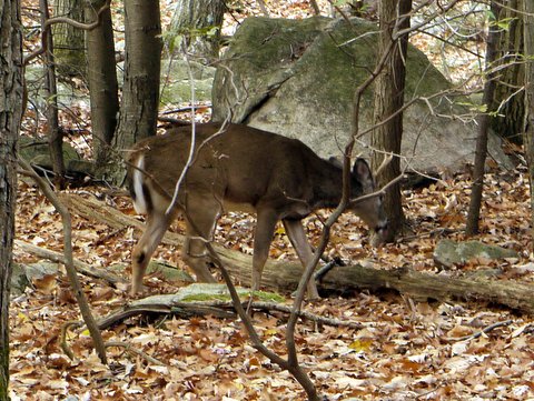 Deer, Black Rock Forest, Orange County, New York