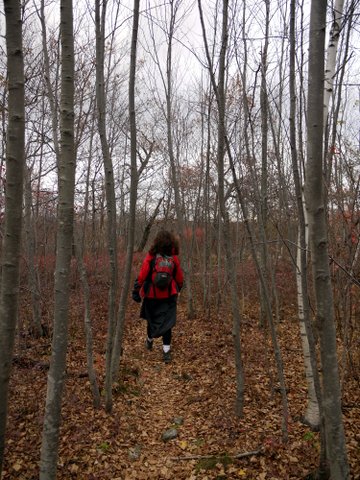 Hiking on a trail covered with fallen leaves, Black Rock Forest, Orange County, New York