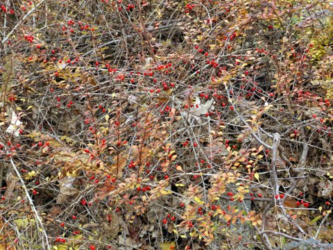 Red berries, Black Rock Forest, Orange County, New York