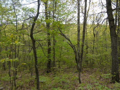 Wooded area on Monument Trail, High Point State Park, Sussex County, New Jersey