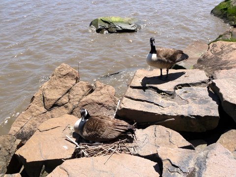 Canadian Geese guarding nest, Palisades Interstate Park, Bergen County, New Jersey