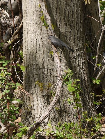 Gray catbird, Palisades Interstate Park, Bergen County, New Jersey