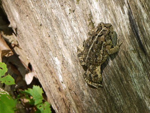 Toad, Norvin Green State Forest, Passaic County, New Jersey