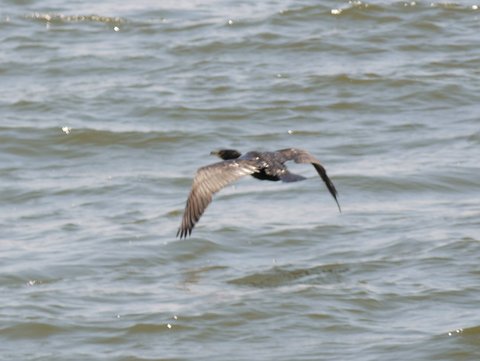 Double-crested cormorant, Brooklyn, Kings County, New York