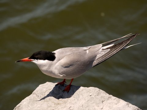 Forster's tern, Brooklyn, Kings County, New York