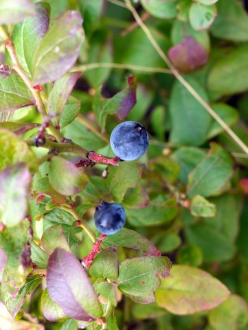 Low-bush blueberries, South Beacon Mountain, Dutchess County, New York