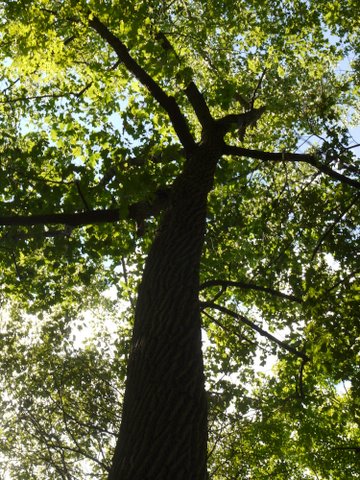 Tree, Dutchess County, New York