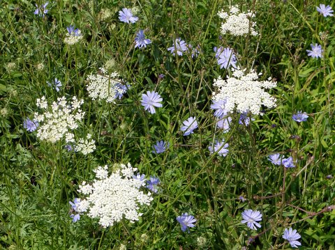 Common chicory and wild carrot
