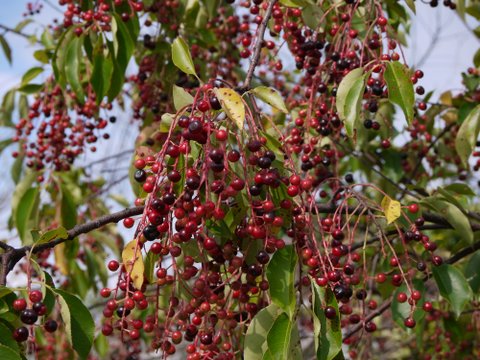 Wild black cherry (prunus serotina)