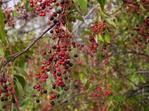 Wild black cherry (prunus serotina)