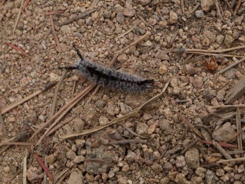 Caterpillar, Boulder Mountain Park, Boulder, Colorado