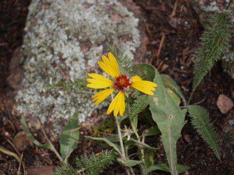 Blanketflower (Gaillardia aristata), Boulder Mountain Park, Boulder, Colorado