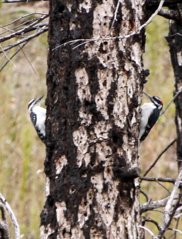Hairy woodpeckers (Picoides villosus), Boulder Mountain Park, Boulder, Colorado