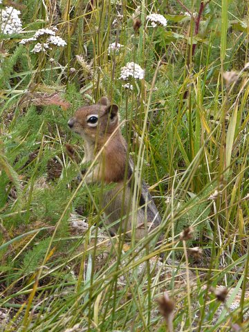Chipmunk in the grass, Rocky Mountain National Park, Colorado