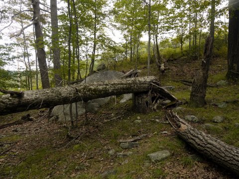 Fallen tree, Harriman State Park, Rockland County, New York