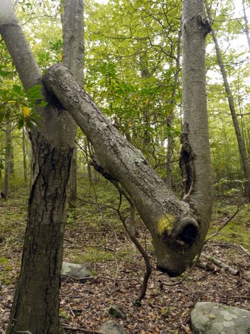 Oddly-shaped tree, Harriman State Park, Rockland County, New York