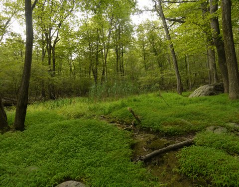 Verdant Clearing, Suffern-Bear Mountain Trail, Harriman State Park, Rockland County, New York