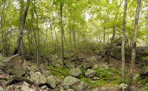Valley of Dry Bones, Suffern-Bear Mountain Trail, Harriman State Park, Rockland County, New York