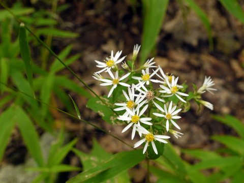 Wildflower, perhaps eastern daisy fleabane (erigeron annuus), Suffern-Bear Mountain Trail, Harriman State Park, Rockland County, New York