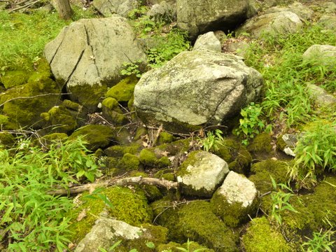 Moss and Stones, Harriman State Park, Rockland County, New York